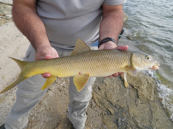 Pesca del barbo en Castilla y León (2º parte) Pesca con mosca en ríos