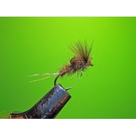 NINFA EMERGENTE AV
