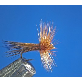 RIACOPHILA DORSALIS