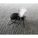 ESCARABAJO NEGRO