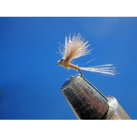 EFÉMERA CDC CARRIONA