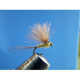EFÉMERA CDC OLIVA VERANO 2